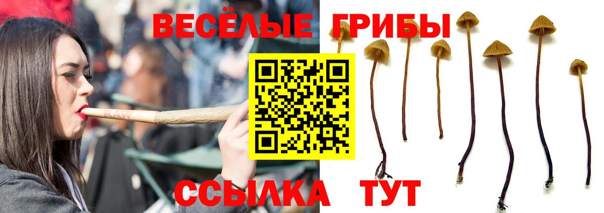 Псилоцибиновые грибы GOLDEN TEACHER Калининград